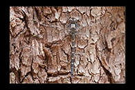 PhotoID: AusDr623. Austroaeschna anacantha - male
