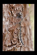 PhotoID: AusDr624. Austroaeschna anacantha - male