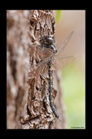 PhotoID: AusDr625. Austroaeschna anacantha - male