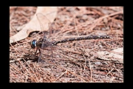 PhotoID: AusDr130. Austroaeschna obscura - male
