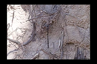 PhotoID: AusDr153. Austroaeschna obscura - male