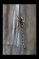 PhotoID: AusDr331. Austroaeschna obscura - male