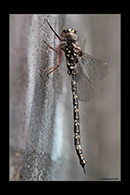 PhotoID: AusDr332. Austroaeschna obscura - male