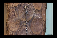 PhotoID: AusDr343. Swamp Darner (Austroaeschna parvistigma) - male