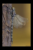 PhotoID: AusDr346. Swamp Darner (Austroaeschna parvistigma) - male