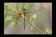 PhotoID: AusDr358. Forest Darner (Austroaeschna pulchra) - female