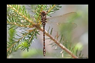 PhotoID: AusDr360. Forest Darner (Austroaeschna pulchra) - female