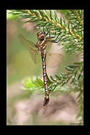 PhotoID: AusDr361. Forest Darner (Austroaeschna pulchra) - female