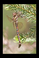 PhotoID: AusDr362. Forest Darner (Austroaeschna pulchra) - female