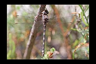 PhotoID: AusDr134. Austroaeschna subapicalis - female
