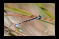 PhotoID: AusDa047. Austroagrion cyane - male