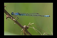 PhotoID: AusDa551. Austroagrion cyane - male