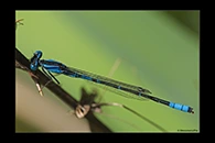 PhotoID: AusDa554. Austroagrion cyane - male