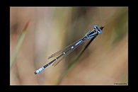 PhotoID: AusDa576. Austroagrion cyane - male