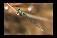 PhotoID: AusDa472. Pilbara Billabongfly (Austroagrion pindrina) - male