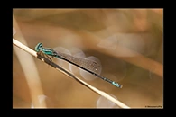 PhotoID: AusDa473. Pilbara Billabongfly (Austroagrion pindrina) - male