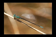 PhotoID: AusDa474. Pilbara Billabongfly (Austroagrion pindrina) - male