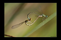 PhotoID: AusDa477. Pilbara Billabongfly (Austroagrion pindrina) - copula