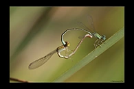 PhotoID: AusDa478. Pilbara Billabongfly (Austroagrion pindrina) - copula