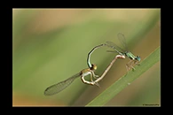 PhotoID: AusDa479. Pilbara Billabongfly (Austroagrion pindrina) - copula