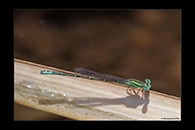 PhotoID: AusDa487. Pilbara Billabongfly (Austroagrion pindrina) - male