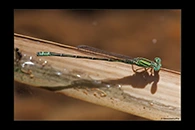 PhotoID: AusDa488. Pilbara Billabongfly (Austroagrion pindrina) - male