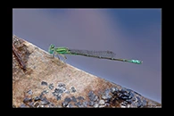 PhotoID: AusDa490. Pilbara Billabongfly (Austroagrion pindrina) - male