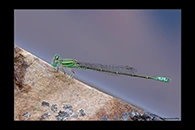 PhotoID: AusDa491. Pilbara Billabongfly (Austroagrion pindrina) - male