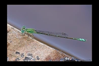 PhotoID: AusDa493. Pilbara Billabongfly (Austroagrion pindrina) - male