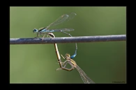 PhotoID: AusDa043. Austroagrion watsoni - copula