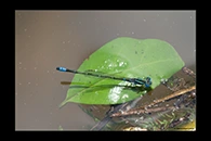PhotoID: AusDa045. Austroagrion watsoni - male