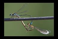 PhotoID: AusDa046. Austroagrion watsoni - copula
