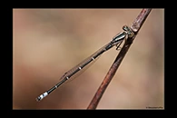 PhotoID: AusDa186. Austroagrion watsoni - male