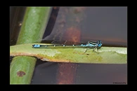 PhotoID: AusDa213. Austroagrion watsoni - male