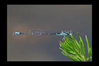 PhotoID: AusDa219. Austroagrion watsoni - male