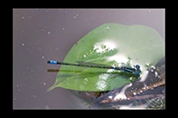 PhotoID: AusDa276. Austroagrion watsoni - male