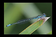 PhotoID: AusDa369. Austroagrion watsoni - male