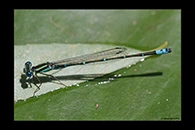PhotoID: AusDa370. Austroagrion watsoni - male