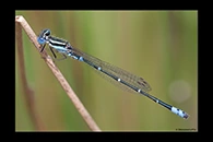 PhotoID: AusDa373. Austroagrion watsoni - male