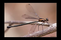 PhotoID: AusDa112. Austroargiolestes amabilis - female