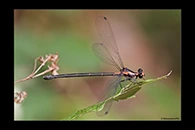PhotoID: AusDa115. Austroargiolestes amabilis - female
