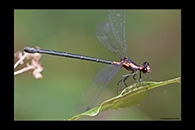 PhotoID: AusDa116. Austroargiolestes amabilis - female