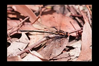 PhotoID: AusDa134. Austroargiolestes amabilis - male