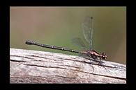 PhotoID: AusDa135. Austroargiolestes amabilis - female