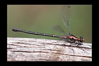 PhotoID: AusDa136. Austroargiolestes amabilis - female
