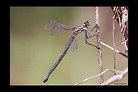 PhotoID: AusDa142. Powdered Flatwing (Austroargiolestes calcaris) - female