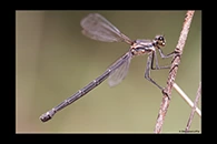 PhotoID: AusDa143. Powdered Flatwing (Austroargiolestes calcaris) - female