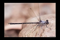 PhotoID: AusDa153. Powdered Flatwing (Austroargiolestes calcaris) - male