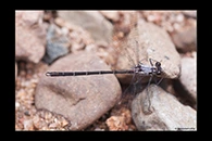 PhotoID: AusDa154. Powdered Flatwing (Austroargiolestes calcaris) - male