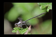PhotoID: AusDa167. Powdered Flatwing (Austroargiolestes calcaris) - male